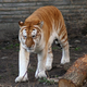 Illustration for article titled Could the mythical blue tiger actually exist?